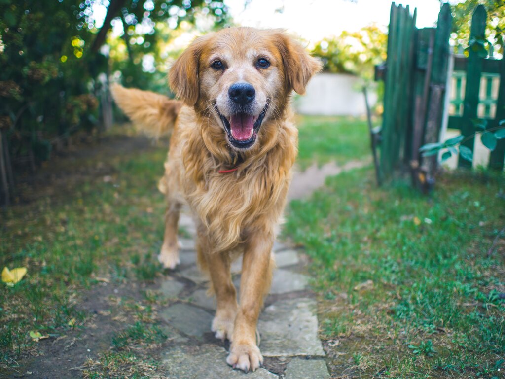 senior dog