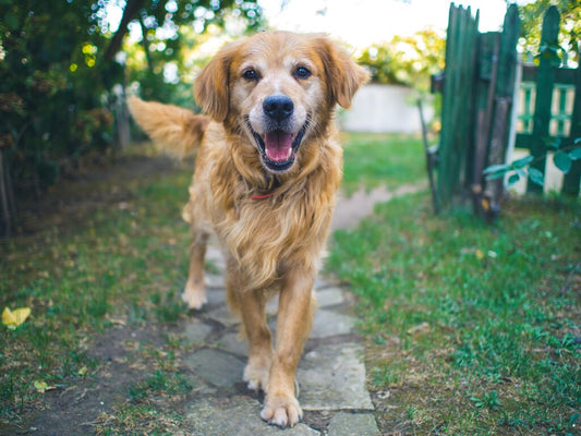 senior dog