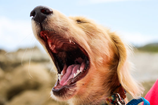 puppy's open mouth