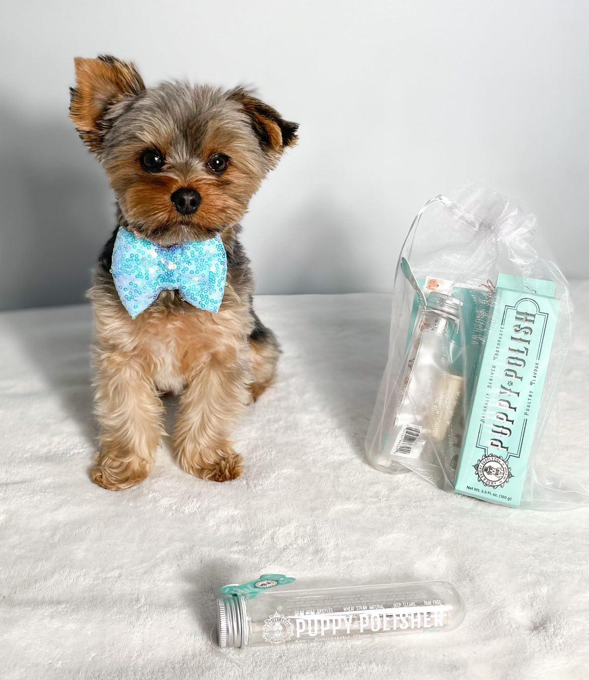 dog dental