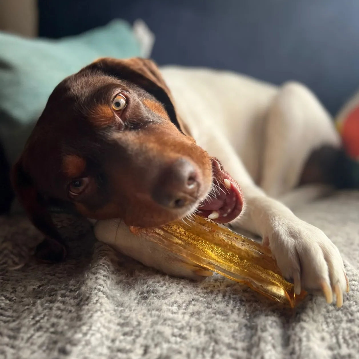Otis is loving his Mighty Marrows Pork and Parsley Chew in Large