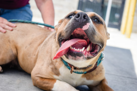 Optimal Oral Care: Exploring the Connection Between Canine Dental Health and Diet
