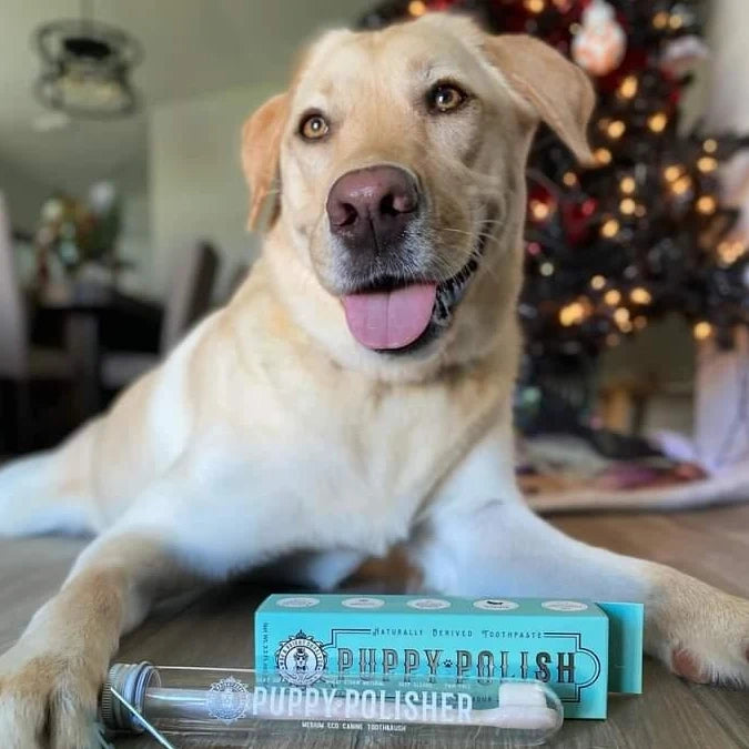 Lab with Puppy Polisher Toothpaste and Toothbrush