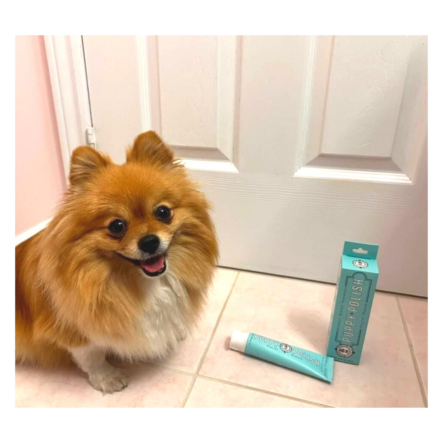 Pom with Wag & Bright Supply Puppy Polisher Toothpaste 