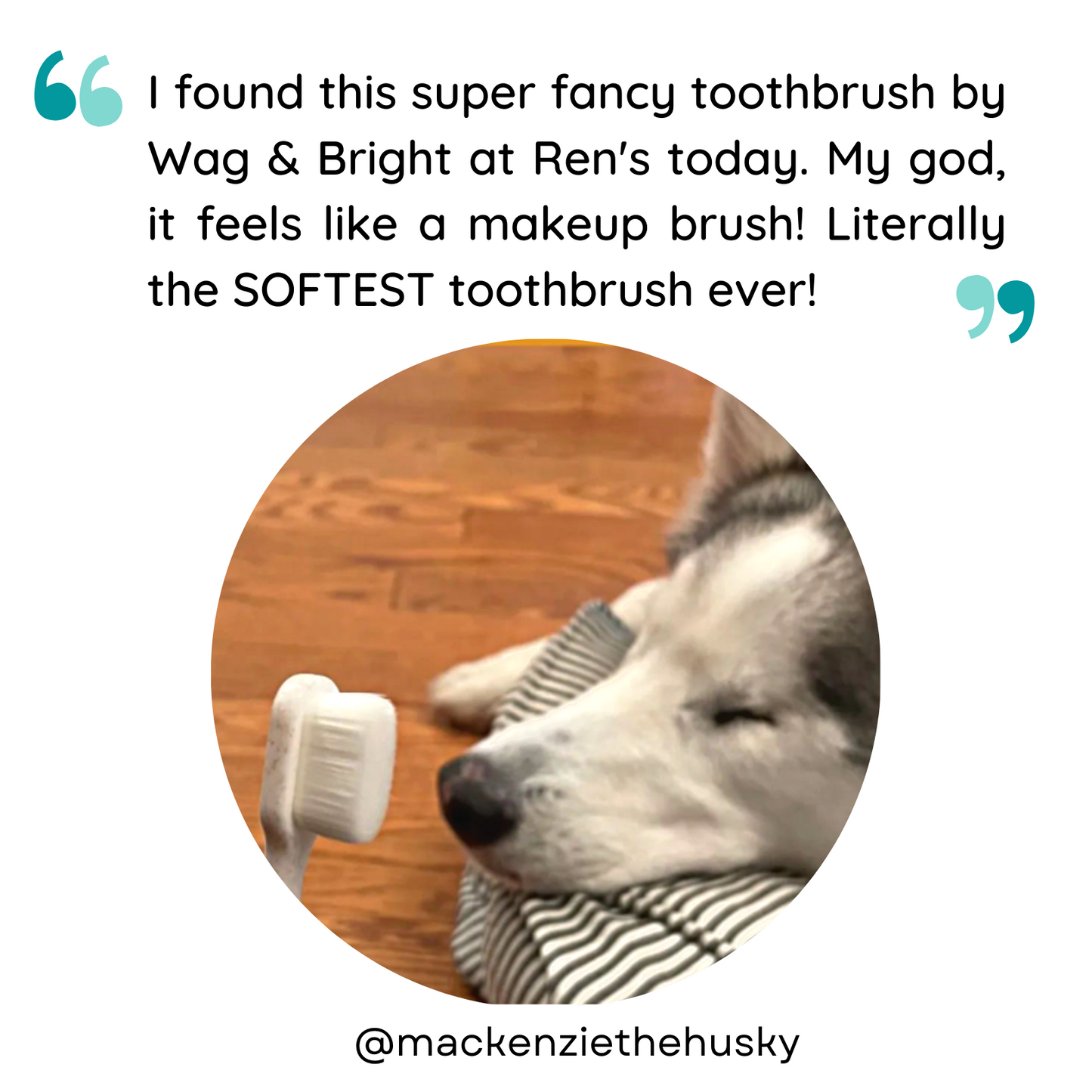 Puppy Polisher Eco Toothbrush (Regular size)